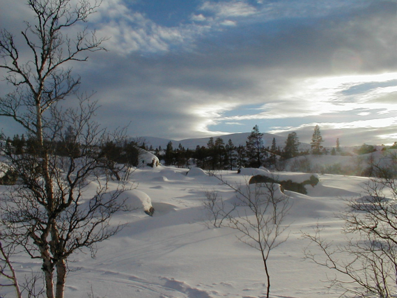 Skog om vinteren.