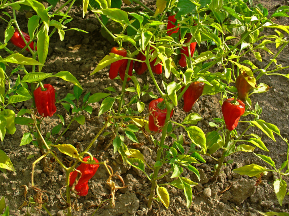 Bilde av paprika planter.