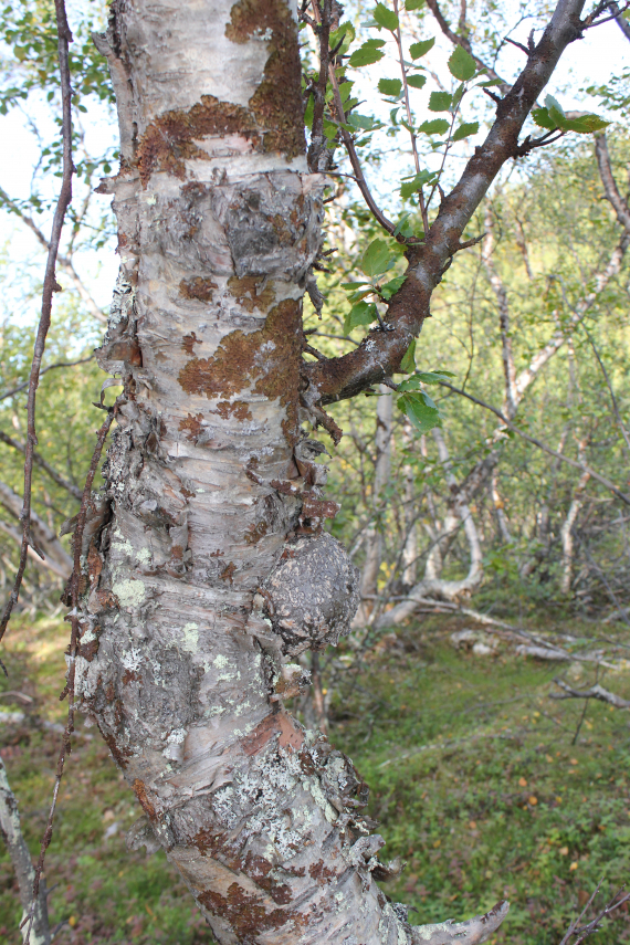 Bjørkeskog.