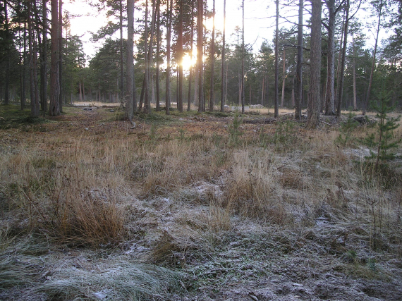 Rim på bakken.