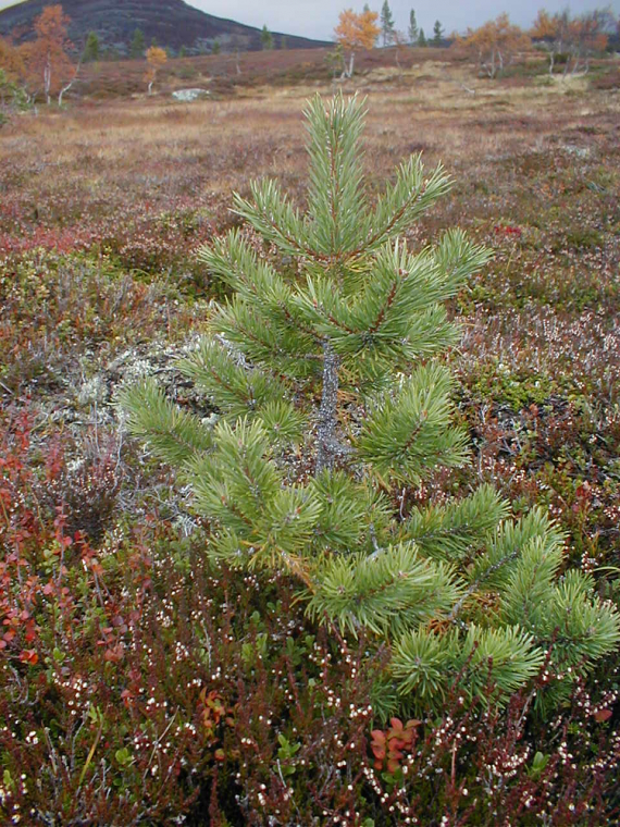 En liten furu.