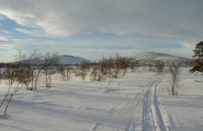 Skog