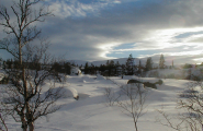 Skog