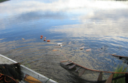 Notfiske