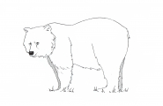 Bjørn