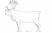 Bovtse