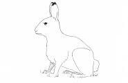 Hare