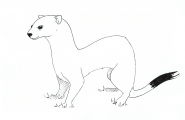 Røyskatt