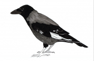 Kråke