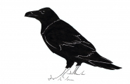 Ravn