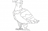 Ørn
