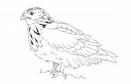 Falk