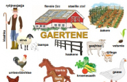 Guvviebaakoelæstoe: gaertene