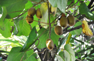 Kiwi