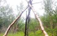 Bark