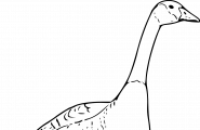 Gås