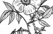 Plåamstere