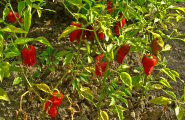 Paprika