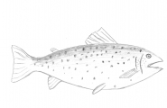 Ørret
