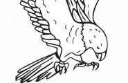 Ørn