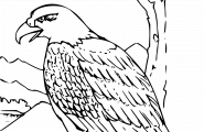 Ørn
