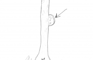 Rirkule