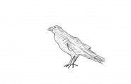 Ravn
