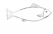 Fisk