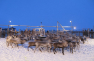 Raarhkoe
