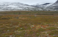 Fjell