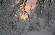Vinter