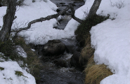 Elv