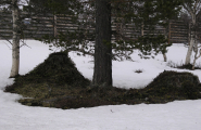 Vår