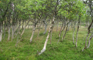 Såekie