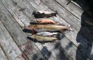 Fisk