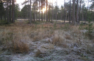 Miehtjiesdajve