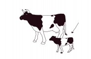 Kalv