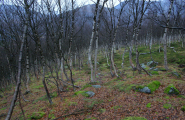 Boelte