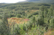 Skog
