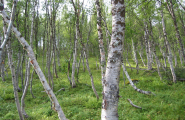 Såekieh