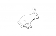 Hare