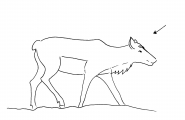 Rein uten horn
