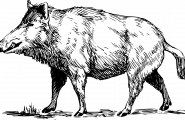 Villsvin