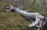 Såervie