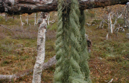 Göökte balkah