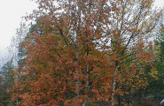 Såekie