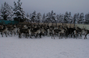Raarhkoe