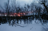 Skog