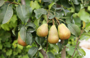 Paera