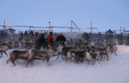 Raarhkoe